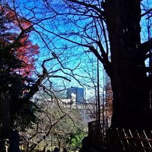 推定樹齢６００年 王子神社のイチョウ　坂を下ると音無親水公園