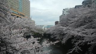 桜を見ながら歩く