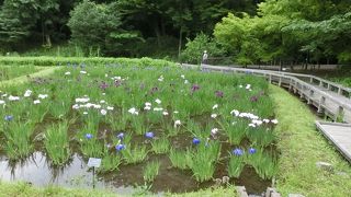 これからアヤメが美しい