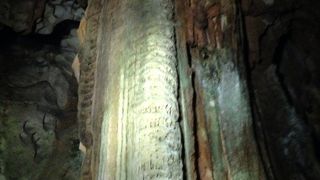 こうもりもいました