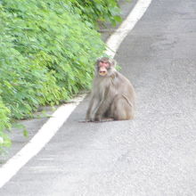 奥胎内ヒュッテ玄関付近の道路で見たお猿さん