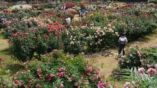 ピークは少し過ぎていたけど見応え十分