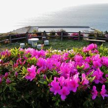 つつじ越しに長浜港を