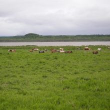 網走原生牧場観光センター