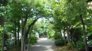 桜見物もできます