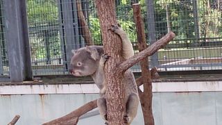 見所いっぱい、コアラも可愛い