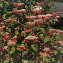 山あじさい「くれない」