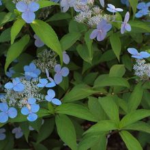 山あじさい「伊予の雫または天城甘茶」かと思われます。