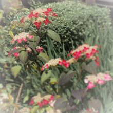 山あじさい「くれない」