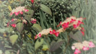 山あじさいに魅せられて境内にお邪魔しました♪