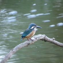 カワセミ♂です。