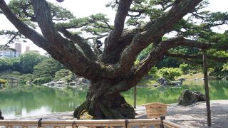 盆栽が巨大化したもの