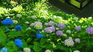 【長谷寺】稀に見る快晴。早咲きは見頃。