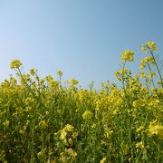 渥美半島菜の花まつり