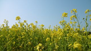 渥美半島菜の花まつり