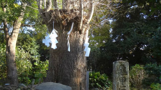 亀石と亀甲石は別ものでは？？？