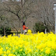 公園を黄色に染める菜の花。
