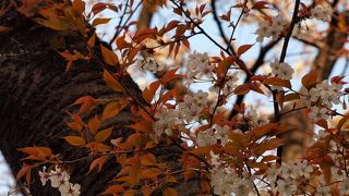 久し振りの植物園は桜が満開！！