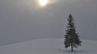 クリスマスツリーの木