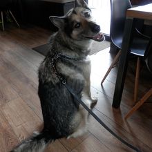 ここもドックフレンドリーです。