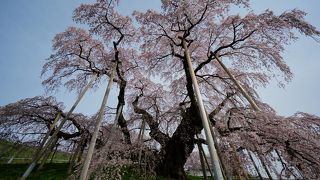 見事な滝桜