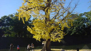 移設されたイチョウです