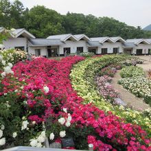 バラに囲まれた道の駅施設