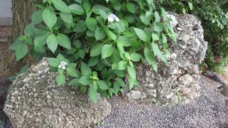 君が代にも詠まれています