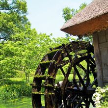 緑たくさんの場所でソフトクリームが美味しい。