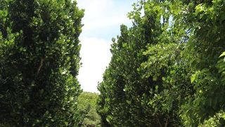 波の上ビーチそばの公園