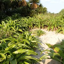 あやまる第2貝塚跡です。