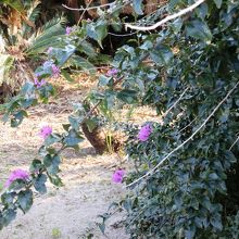 遊歩道脇に咲く、紫色の高貴な花ブーゲンビレアが咲いていました