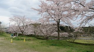 中国地方屈指の桜の名所