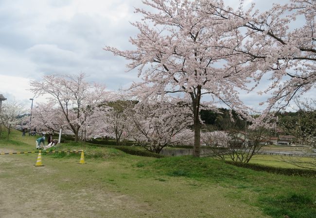 中国地方屈指の桜の名所