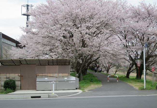 雲南市桜まつり (三刀屋)