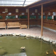 淡水魚展示水槽と鯉の池」
