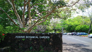 トローリーのレッドラインでいけるフォスター植物園、広すぎずちょうどいい大きさ