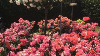 少し終わりかけでしたが、それでも綺麗！