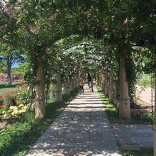 薔薇の回廊はいまが見頃 By Pdm 山梨県立フラワーセンターハイジの村のクチコミ フォートラベル 薔薇の回廊はいまが見頃 By Pdm 山梨県立フラワーセンターハイジの村のクチコミ フォートラベル