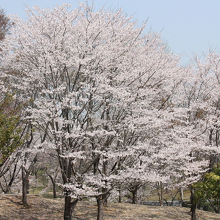 桜川公園の風景