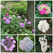 色んなあじさいが見れます