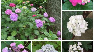 多種多様なあじさいが見れます