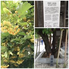 菩提樹の可憐な花 甘い香りに癒されます By Mango Tango 恵光院のクチコミ フォートラベル