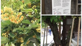 菩提樹の可憐な花、甘い香りに癒されます