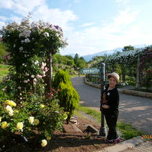 「お妃の薔薇」に魅了されて立ち止まる！