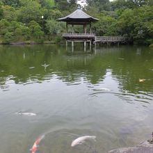 大きな池もあります。