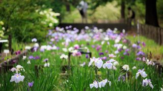 神奈川のコスパが高いお花見所