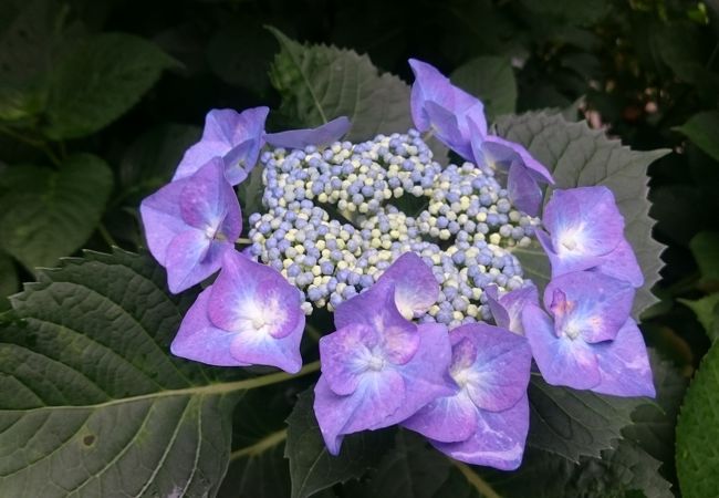 青の色が鮮やかな紫陽花