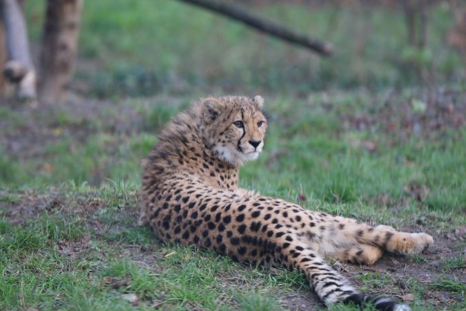 シェーンブルン動物園