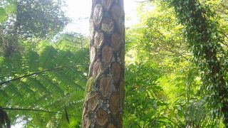 奄美の自然の豊かさを感じる原生林